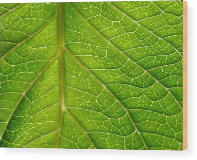 Hydrangea Wood Print featuring the photograph Hydrangea Leaf Macro Abstract by Sandi OReilly