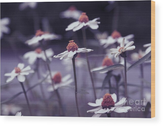 Daisies Wood Print featuring the photograph Imagine f02a by Variance Collections