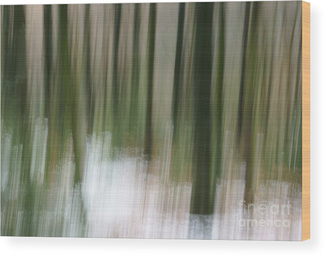 Forest Wood Print featuring the photograph In The Forest by David Birchall