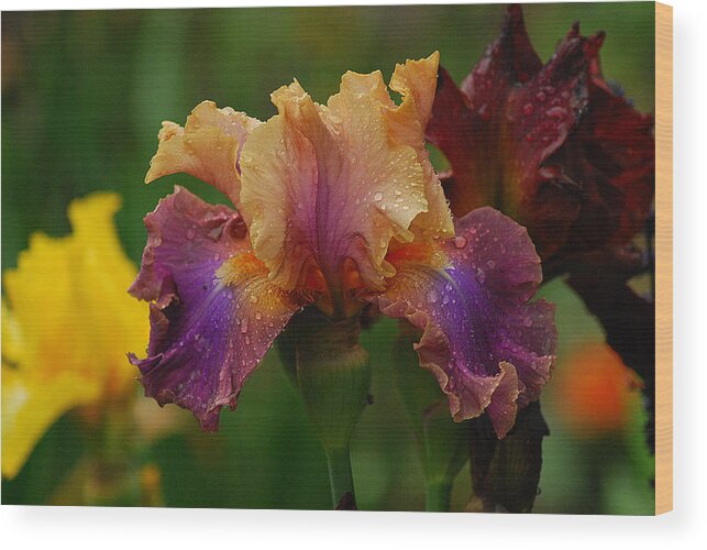 Iris Wood Print featuring the photograph Irises in Indiana by Wanda Jesfield