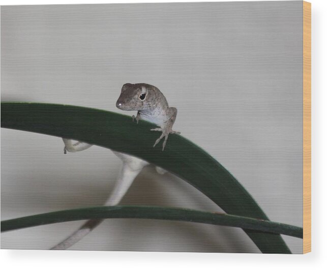 Lizard Wood Print featuring the photograph Just Hanging Around by Jeanne Andrews