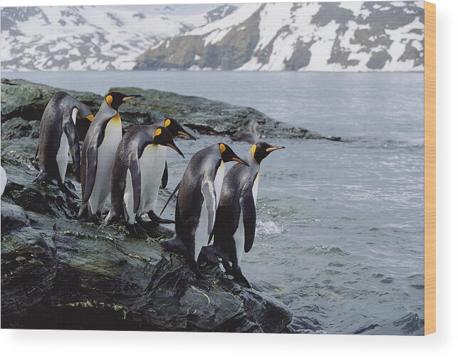Mp Wood Print featuring the photograph King Penguin Aptenodytes Patagonicus by Konrad Wothe