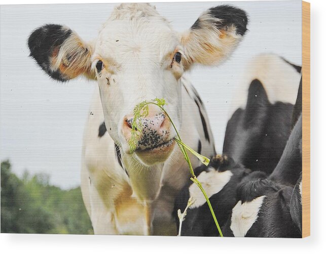 Steer Wood Print featuring the photograph Kiss me by David Campione