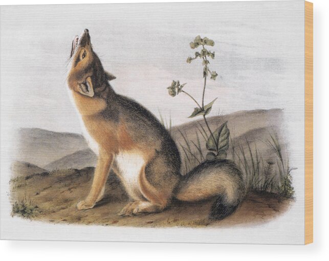 1846 Wood Print featuring the photograph Kit Fox (vulpes Velox) by Granger