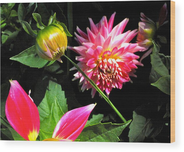 Flowers Wood Print featuring the photograph Lantern by HweeYen Ong