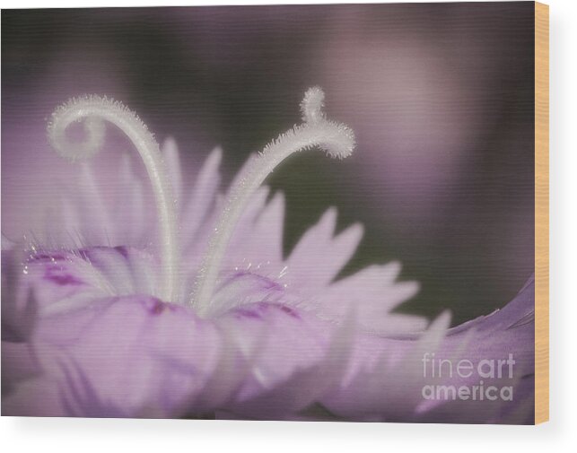 Macro Lavender Flower Wood Print featuring the photograph Lavender by David Waldrop