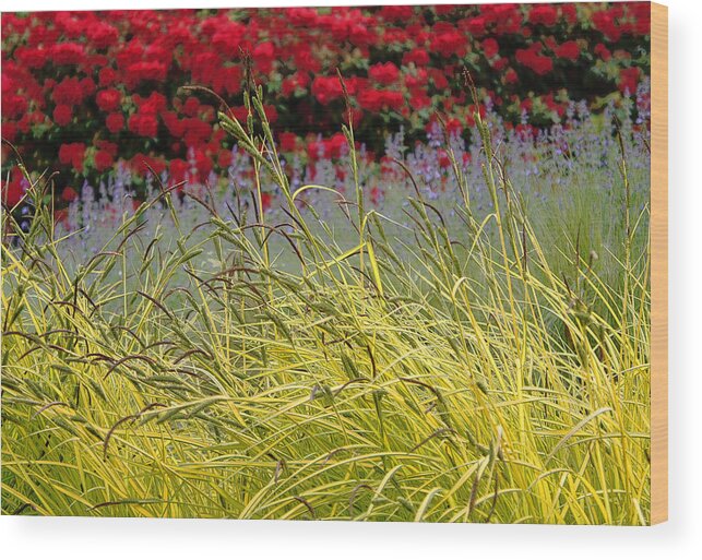 Bellevue Botanical Garden Wood Print featuring the photograph Layered by Lynn Wohlers