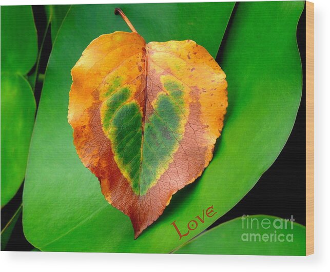 Leaf Wood Print featuring the photograph Leaf Leaf Heart Love by Renee Trenholm
