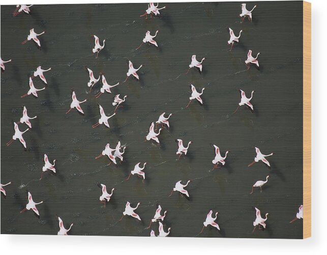 00172170 Wood Print featuring the photograph Lesser Flamingo Flock Taking Flight by Tim Fitzharris