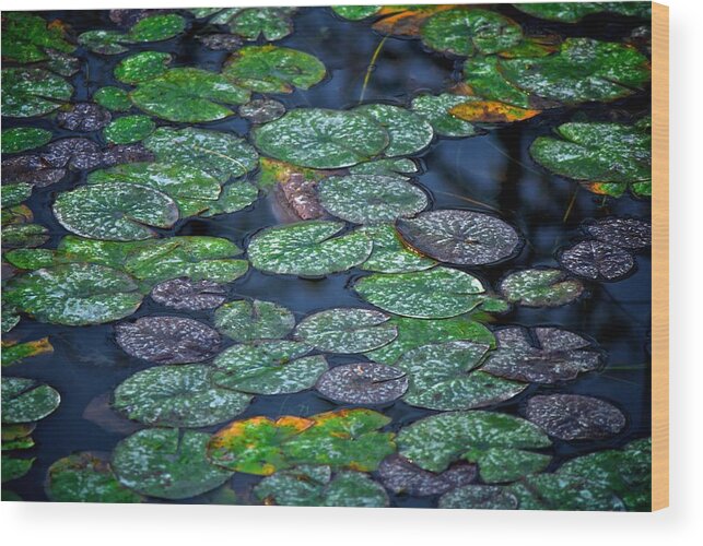Lake Wood Print featuring the photograph Lilly pads by Prince Andre Faubert