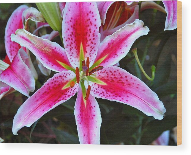 Lily Wood Print featuring the photograph Lily by Christine Tobolski