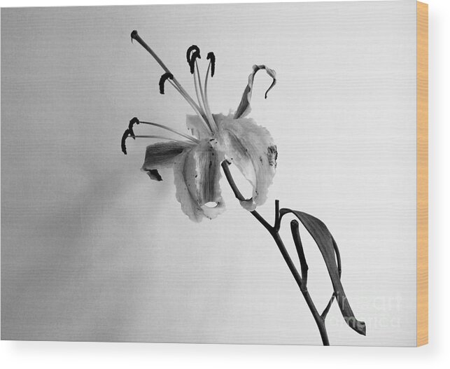 Flower Wood Print featuring the photograph Lily by Pravine Chester