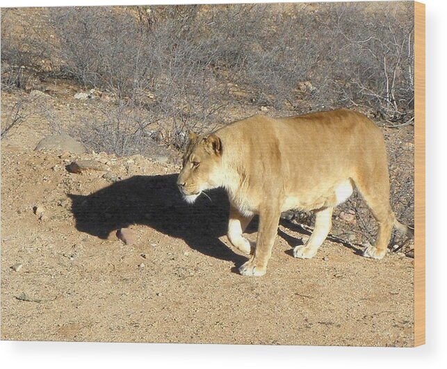 Lion Wood Print featuring the photograph Lioness prowl by Kim Galluzzo