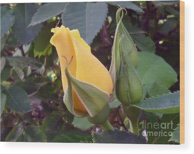 Roses Wood Print featuring the photograph Little Rose Bud saying prayers by Doris Blessington