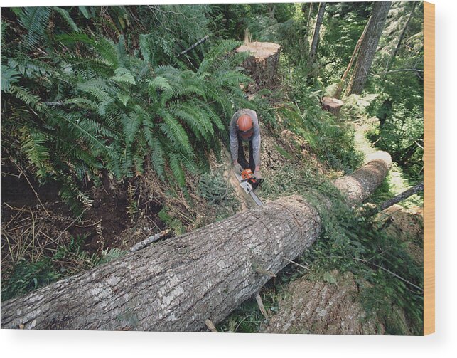 Mp Wood Print featuring the photograph Loggers Clear Cutting Temperate by Gerry Ellis