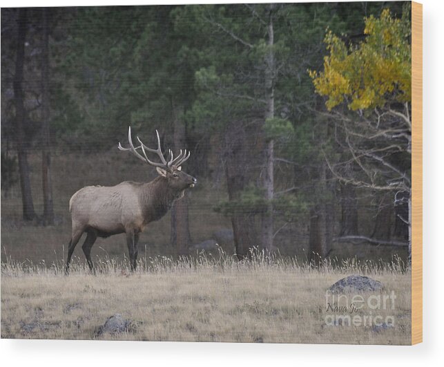 Elk Wood Print featuring the photograph Lone Elk Warrior by Nava Thompson