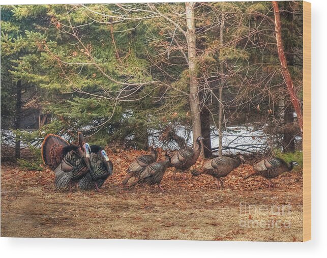 Turkey Wood Print featuring the photograph Lookin' Good by Terry Doyle