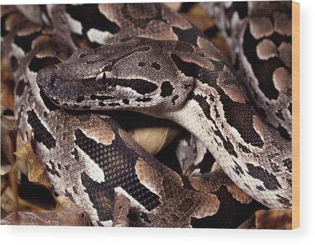 Mp Wood Print featuring the photograph Madagascar Ground Boa Acrantophis by Michael & Patricia Fogden