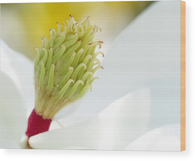 Landscape Wood Print featuring the photograph Magnificant Magnolia Macro by Sabrina L Ryan