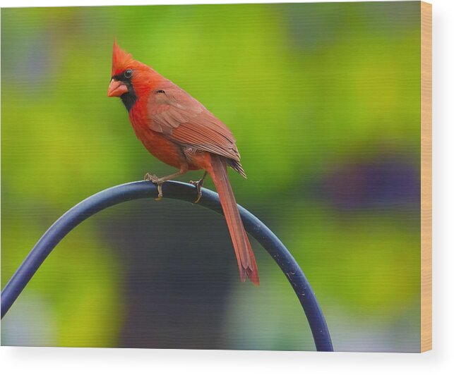Cardinal Wood Print featuring the photograph Male Northern Cardinal on Pole 2 by Bill and Linda Tiepelman