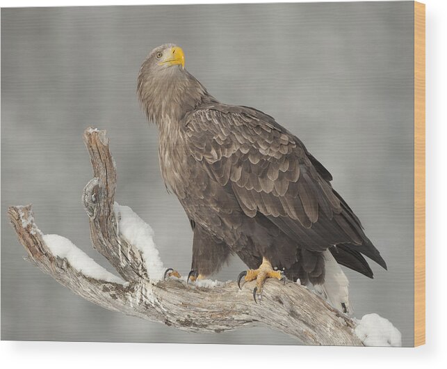 White Tailed Sea Eagle Wood Print featuring the photograph Master and Commander - White-tailed Eagle by Andy Astbury