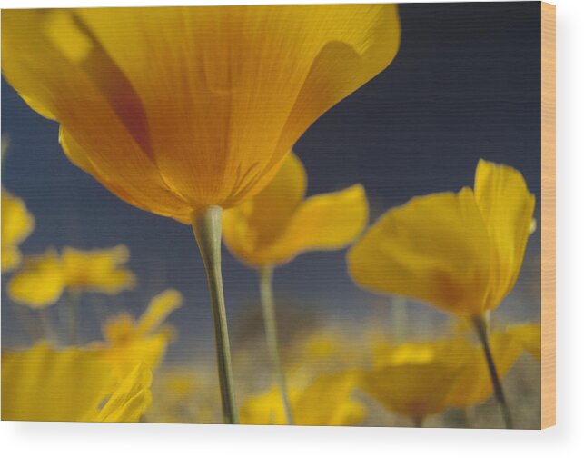 00170928 Wood Print featuring the photograph Mexican Golden Poppy Detail New Mexico by Tim Fitzharris