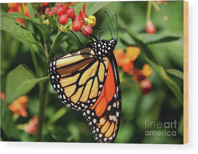 Butterflies Wood Print featuring the photograph Monarch by Ken Williams