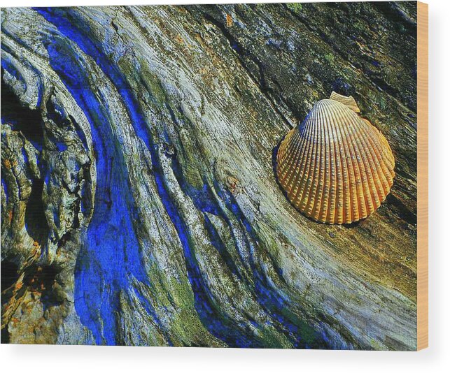Shell Wood Print featuring the photograph Nature's Abstract by Lori Seaman