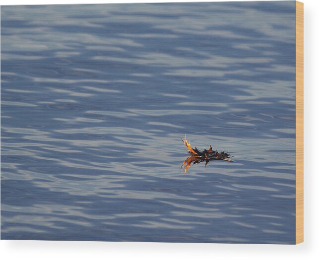 Water Wood Print featuring the photograph Oak Leaf Floating by Daniel Reed