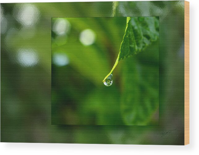 Raindrop. Droplet Wood Print featuring the photograph One Drop in the Bigger Picture by Vicki Pelham