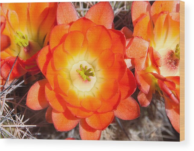 Orange Wood Print featuring the photograph Orange Cactus Flowers by Dina Calvarese