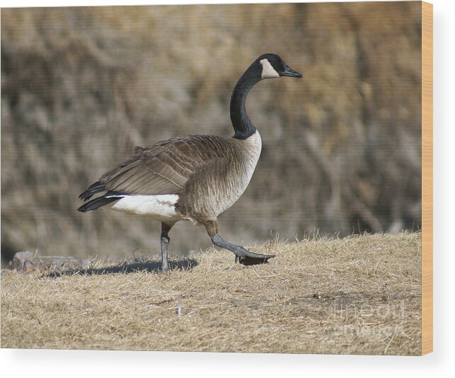 Goose Wood Print featuring the photograph Out for a walk by Lori Tordsen