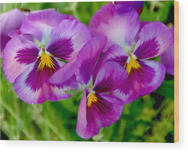  Wood Print featuring the photograph Pansy Trio by Cathy Kovarik