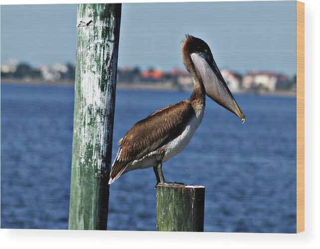 Pelican Wood Print featuring the photograph Pelican IV by Joe Faherty