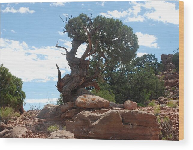 Canyonlands Wood Print featuring the photograph Pine Tree by the Canyon by Dany Lison