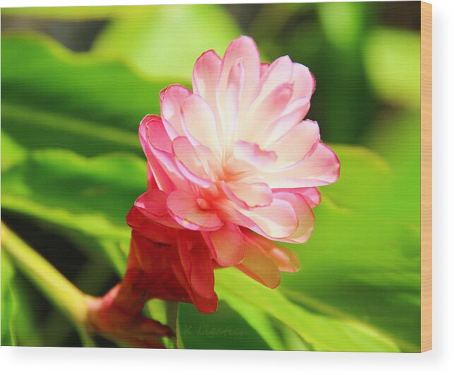 Flower Wood Print featuring the photograph Pink Ginger by Kerri Ligatich