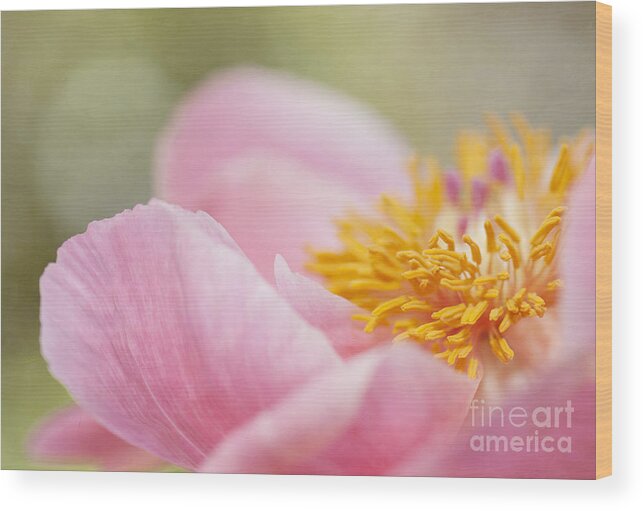 Pink Wood Print featuring the photograph Pink Peony Macro by Susan Gary