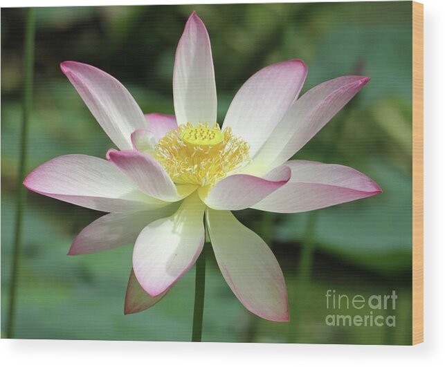 Lotus Wood Print featuring the photograph Pink Tipped Lotus by Sabrina L Ryan