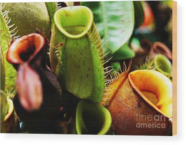 Pitcher Plant Cluster Wood Print featuring the photograph Pitcher Plants by Angela Murray