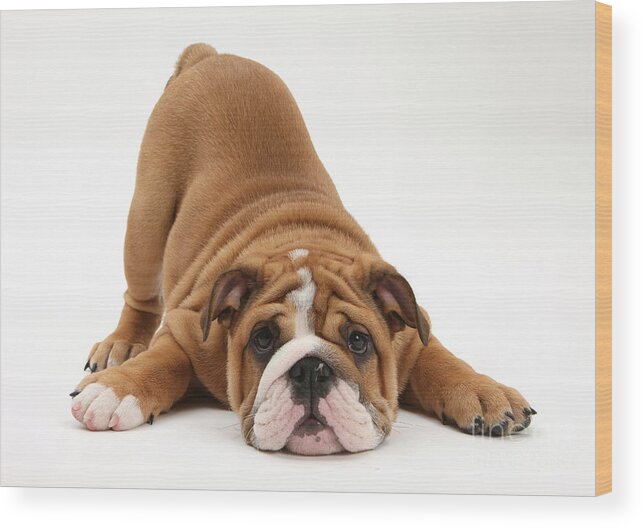 Dog Wood Print featuring the photograph Playful Bulldog Pup by Mark Taylor