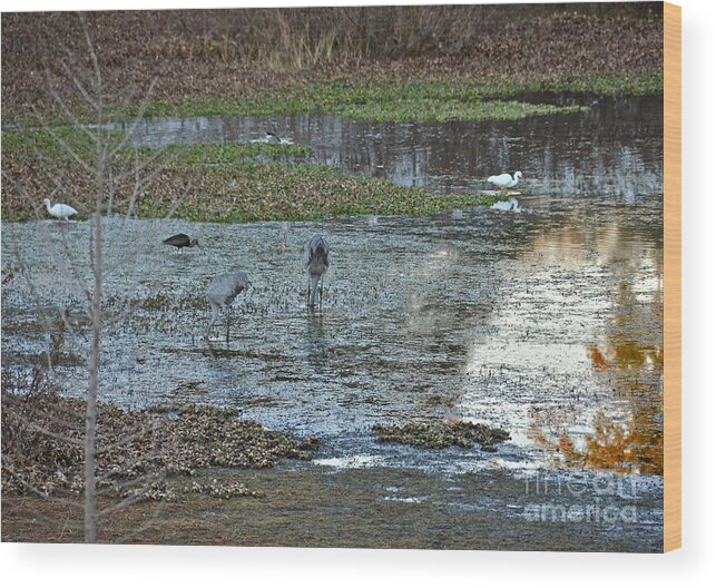 Birds Wood Print featuring the photograph Pond Birds At Sunset by Carol Bradley