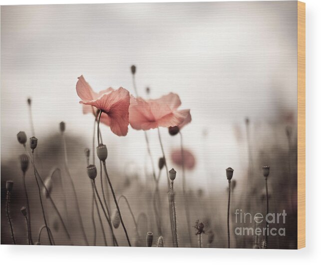 Poppy Wood Print featuring the photograph Poppy Flowers 03 by Nailia Schwarz