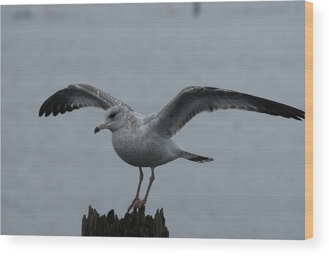 Seagull Wood Print featuring the photograph Poser by Jerry Cahill