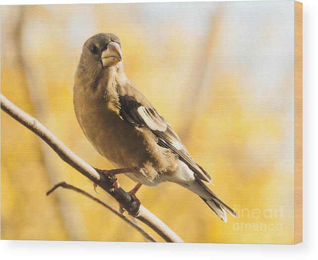 Grosbeak Wood Print featuring the photograph Pretty in Yellow by Cheryl Baxter