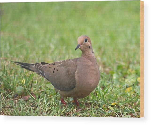 Mourning Dove Wood Print featuring the photograph Pretty Mourning Dove by Jeanne Juhos