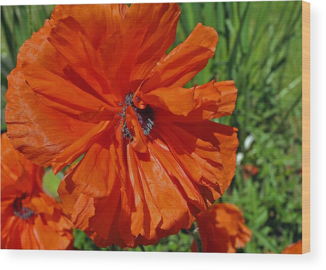 Orange Wood Print featuring the photograph Pumpkin Poppy by Tikvah's Hope