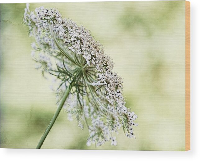 Queen Anne Wood Print featuring the digital art Queen's Lace by Margaret Hormann Bfa