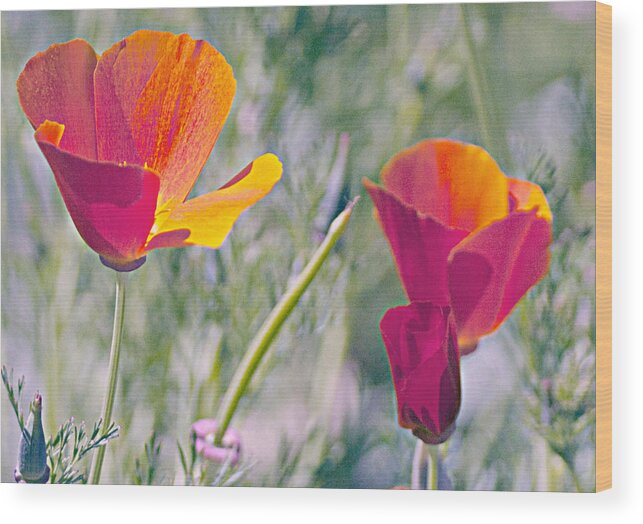 Orange Wood Print featuring the photograph Red and Orange Poppies by Gilbert Artiaga