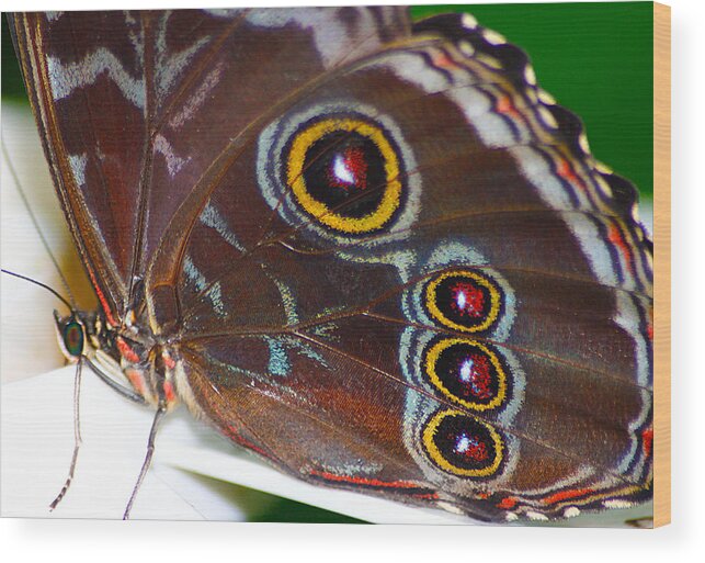 Hovind Wood Print featuring the photograph Red and Yellow Eyes by Scott Hovind