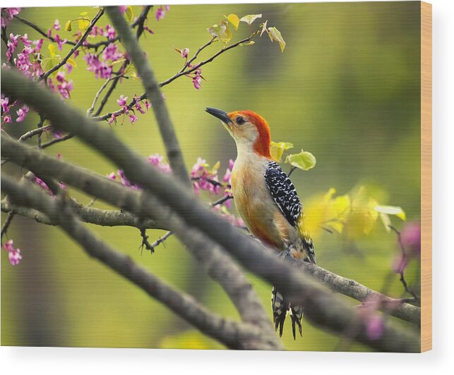 Woodpecker Wood Print featuring the photograph Red Bellied in Tree by Bill and Linda Tiepelman